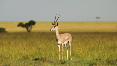 Zeitlupenaufnahme-Einer-Gazelle-In-Der-Savannensavanne-Mit-Stillstand-Und-Wache-über-Die-Savanne,-Afrikanische-Safaritiere-In-Der-Masai-Mara-Afrikanische-Tierwelt-In-Der-Masai-Mara