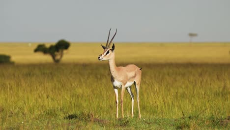 Toma-En-Cámara-Lenta-De-Gacela-En-Sabana-Con-Pie-Quieto-Descansando-Vigilando-La-Sabana,-Animales-De-Safari-Africanos-En-Masai-Mara-Vida-Silvestre-Africana-En-Masai-Mara