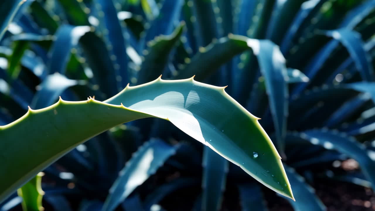 아가베 식물 의 근접 사진