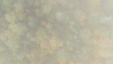 zooming through clouds away from an autumn forest