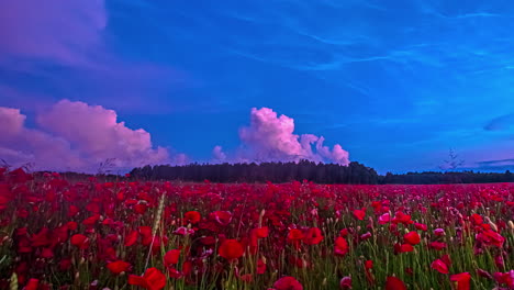 colorful sunset and clouds over a beautiful field of red poppies flowers