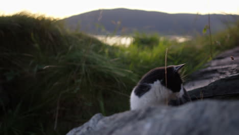 pet cat on rocks near the sea
