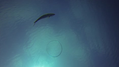 anillos submarinos