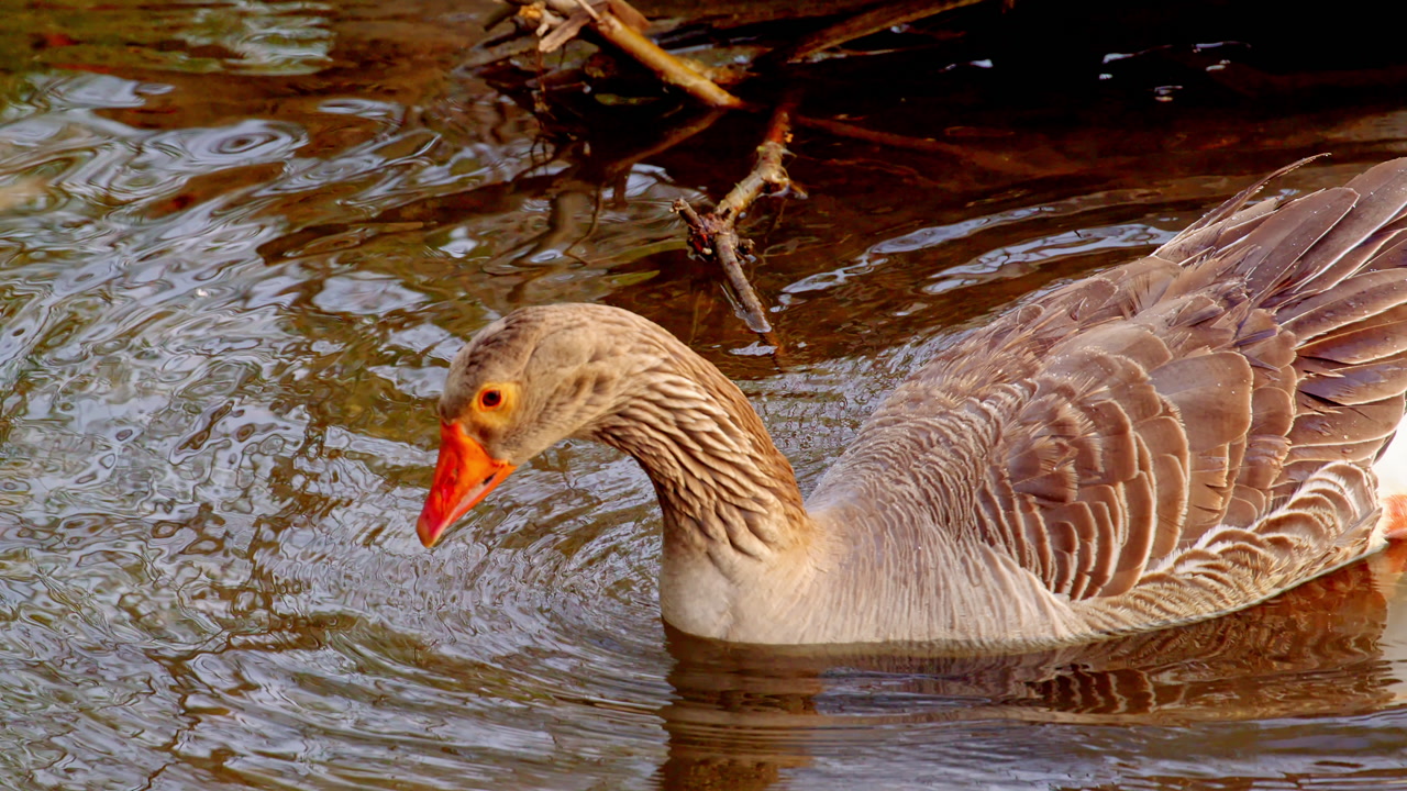 Cinematic slow motion shot of a goose foraging for food by submerging its head in water