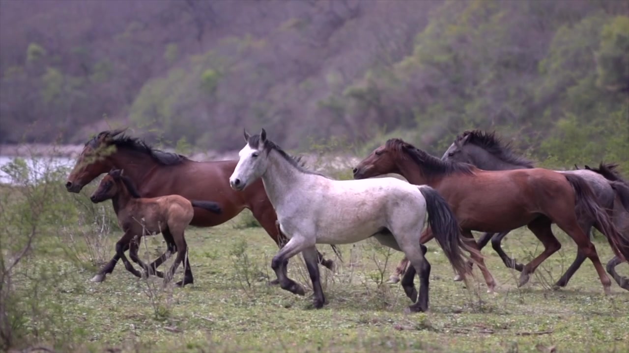 Smuk løbende hest. Slowmotion. Sony a6400