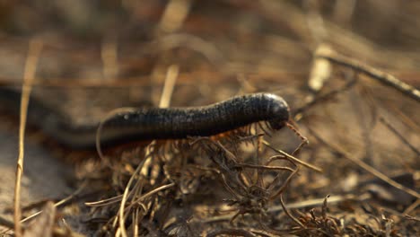 Slow-Motion-Close-UP-Centipede-crawling-over-grass