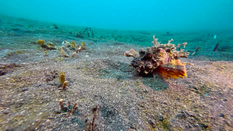 Spiny-devilfish-on-sandy-bottom-with-occasional-seagrass