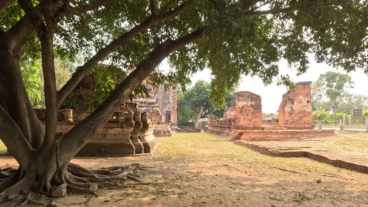 vista estática de un árbol enmarcando ruinas distantes del templo.