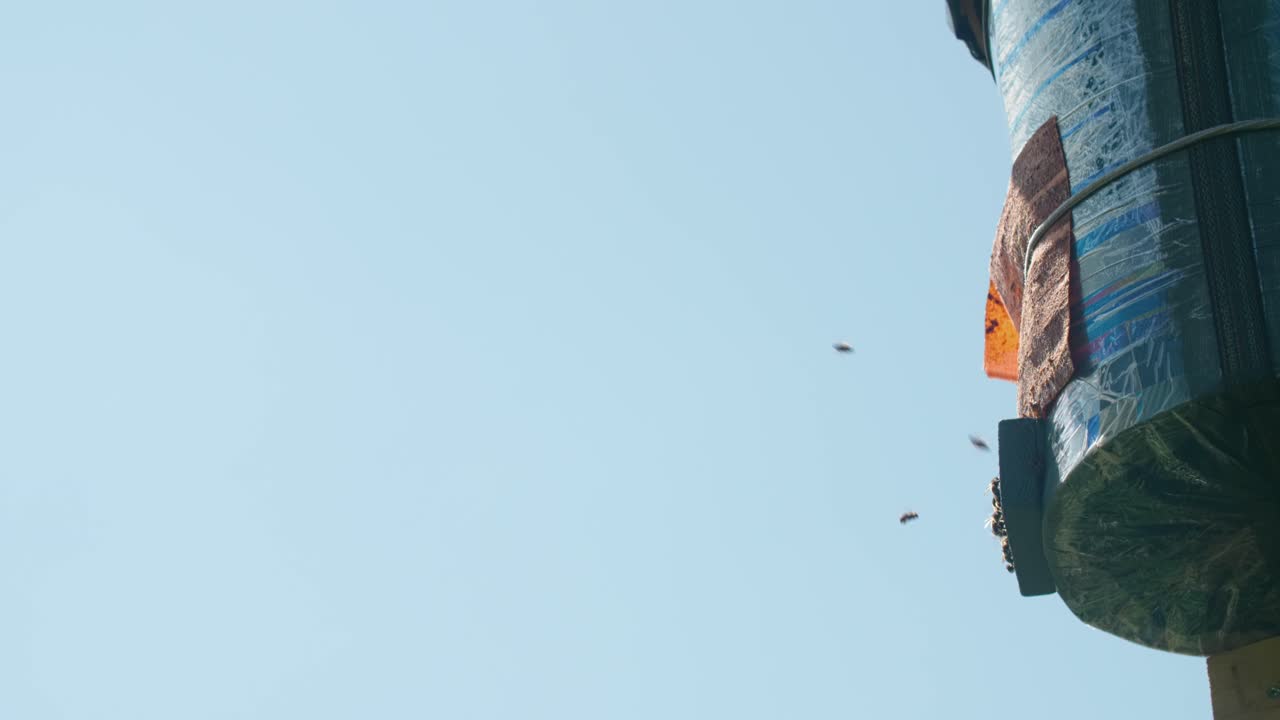 Bees flying around a beehive