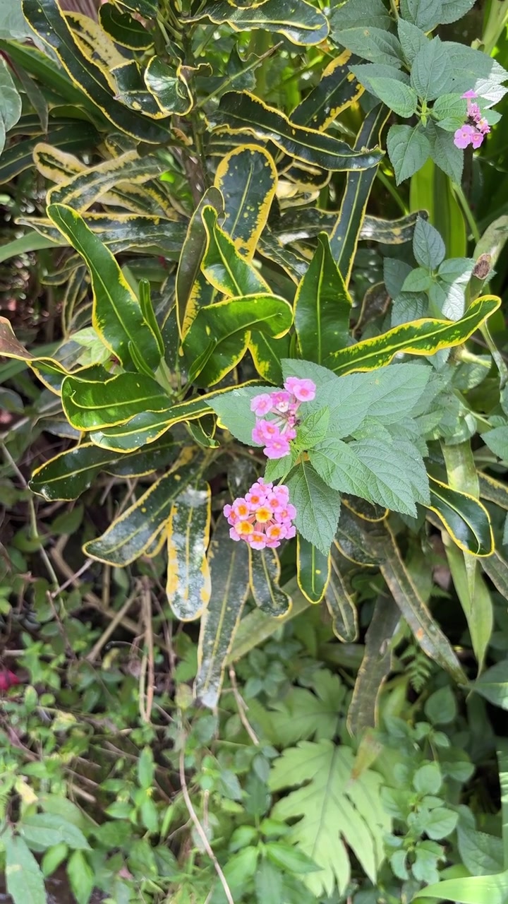 Fiori di Lantana rosa che sbocciano tra foglie variegate di Croton