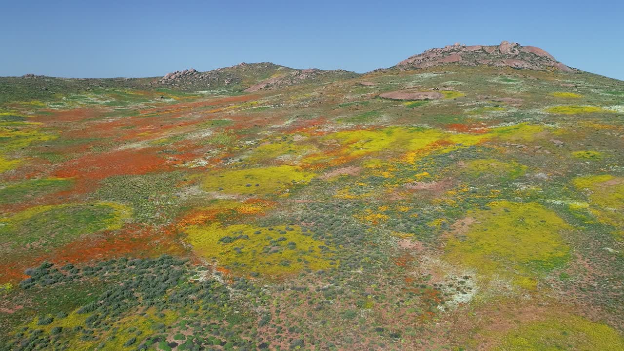 vista aérea de las espectaculares y coloridas flores silvestres anuales de namaqualand, cabo del norte, sudáfrica