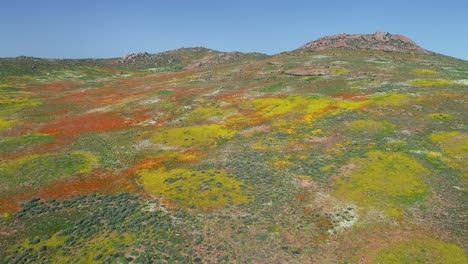 Aerial-view-of-the-spectacular-colorful-annual-wildflowers-of-Namaqualand,-Northern-Cape,-South-Africa