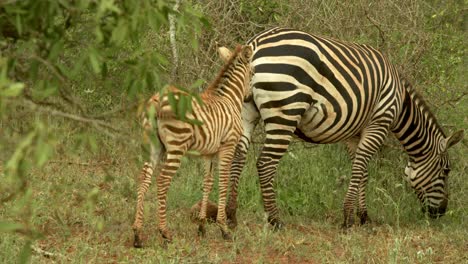 zebra foal standing behind its mother grazing on a grassland in tsavo national park, kenya