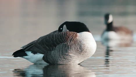 close up of canadian goose sleeping in the water in lake hayes, queenstown, new zealand