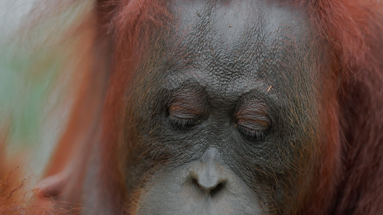 Orangutan Face Close-up