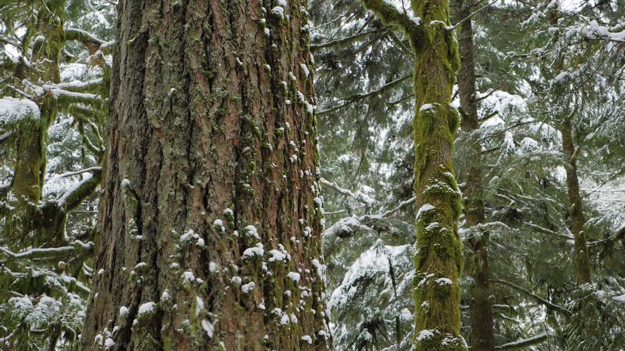슬로우 모션, 백그라운드에서 큰 이끼 나무와 함께 떨어지는 눈의 중간 샷