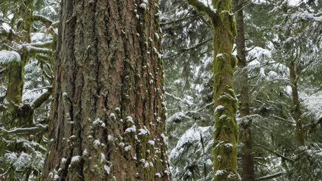 Cámara-Lenta,-Tiro-Medio-De-Nieve-Cayendo-Con-Un-Gran-árbol-Cubierto-De-Musgo-En-El-Fondo