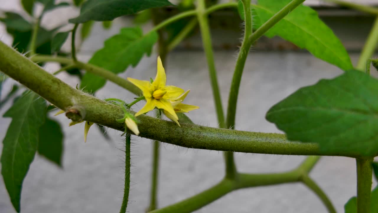 Yellow tomato flower blooms on a green stem, home garden. Close up