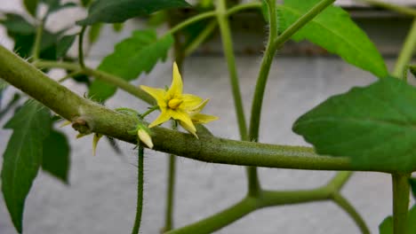 yellow tomato flower blooms on a green stem, home garden. close up