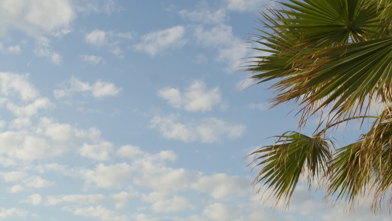 키프로스에 흰 구름과 열대 야자수가 있는 밝은 푸른 하늘, 슬로우 모션