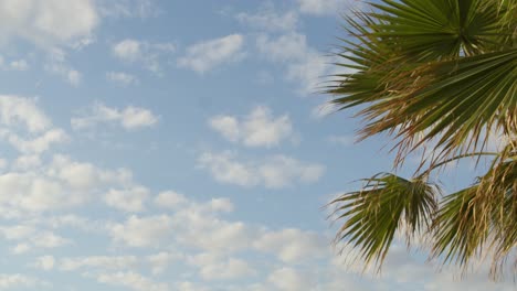cielo azul claro con nubes blancas y palmeras tropicales en chipre, cámara lenta
