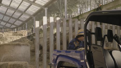 man working unloading the hay from the box of his off-road vehicle to feed the animals