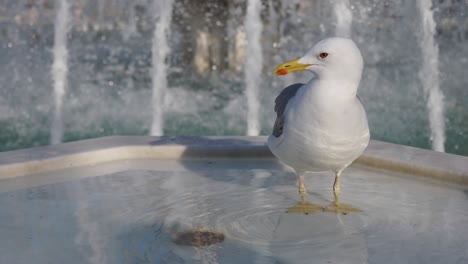 seagull standing in a fountain