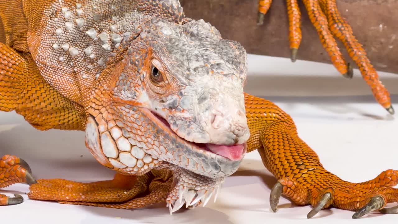 Un primo piano dettagliato di un'iguana arancione che apre la bocca mentre è appollaiata sul legno