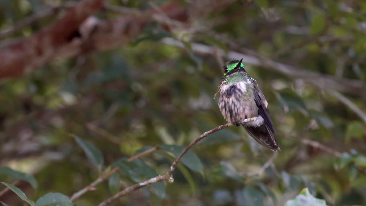 exótico colibrí coquete festivo en la selva tropical atlántica brasileña
