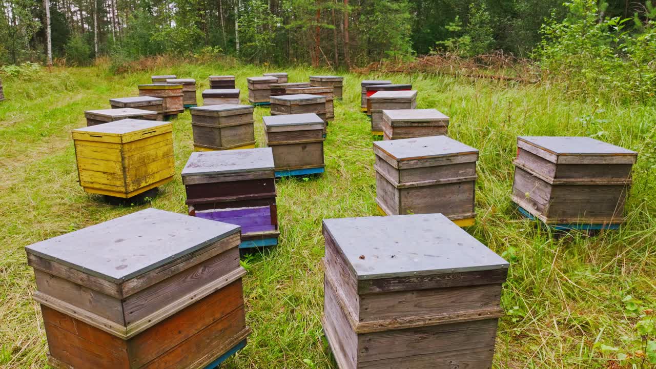 Peaceful apiary in Northern Europe with honeybees flying near colorful hives