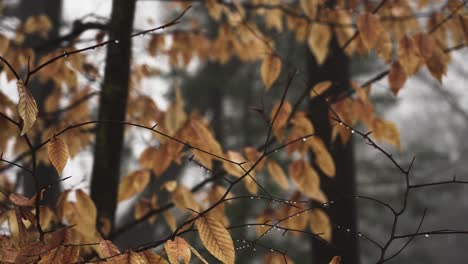 Woods-view-of-melting-snow-and-rising-temperatures