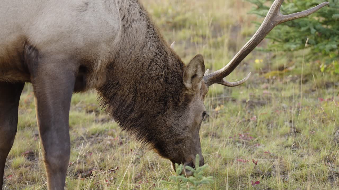 cerca de alce macho con grandes cuernos alimentándose de hierba, cámara lenta de cerca