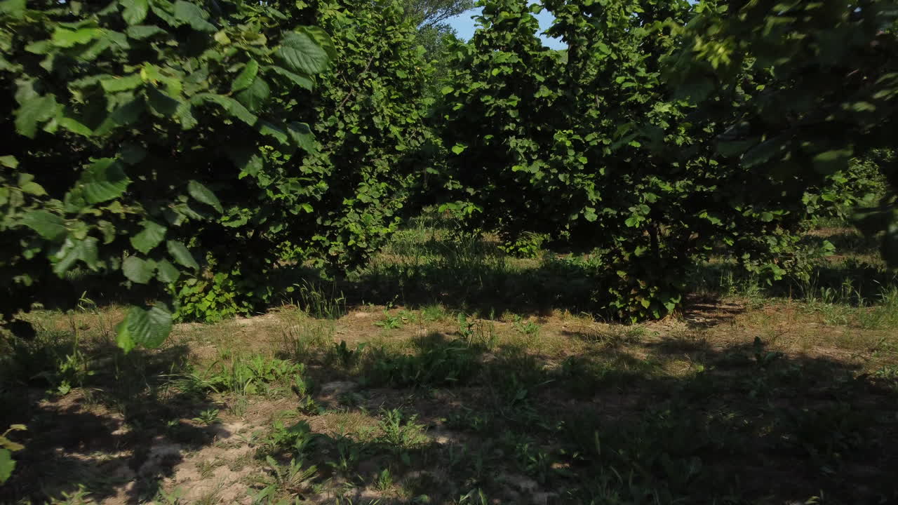 avellanos agricultura orgánico cultivo campo