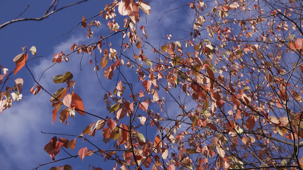 파란 하늘을 배경으로 가을 잎