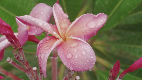 rack focus push in towards pink plumeria covered in raindrops