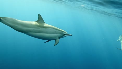 Spinner-Dolphins-Swimming-Freely-In-The-Bright-Blue-Sea-With-Rays-Of-Sunlight---medium-shot