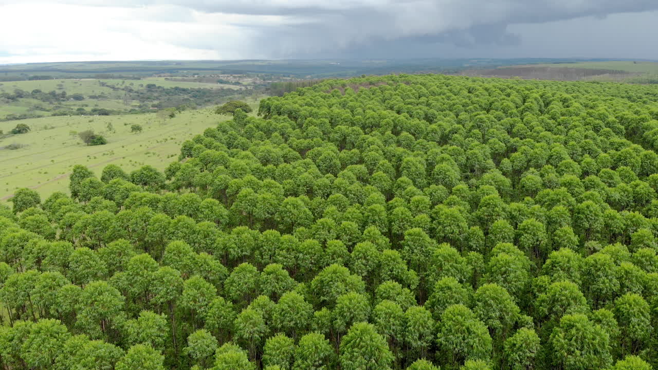 plantación de eucaliptos en brasil