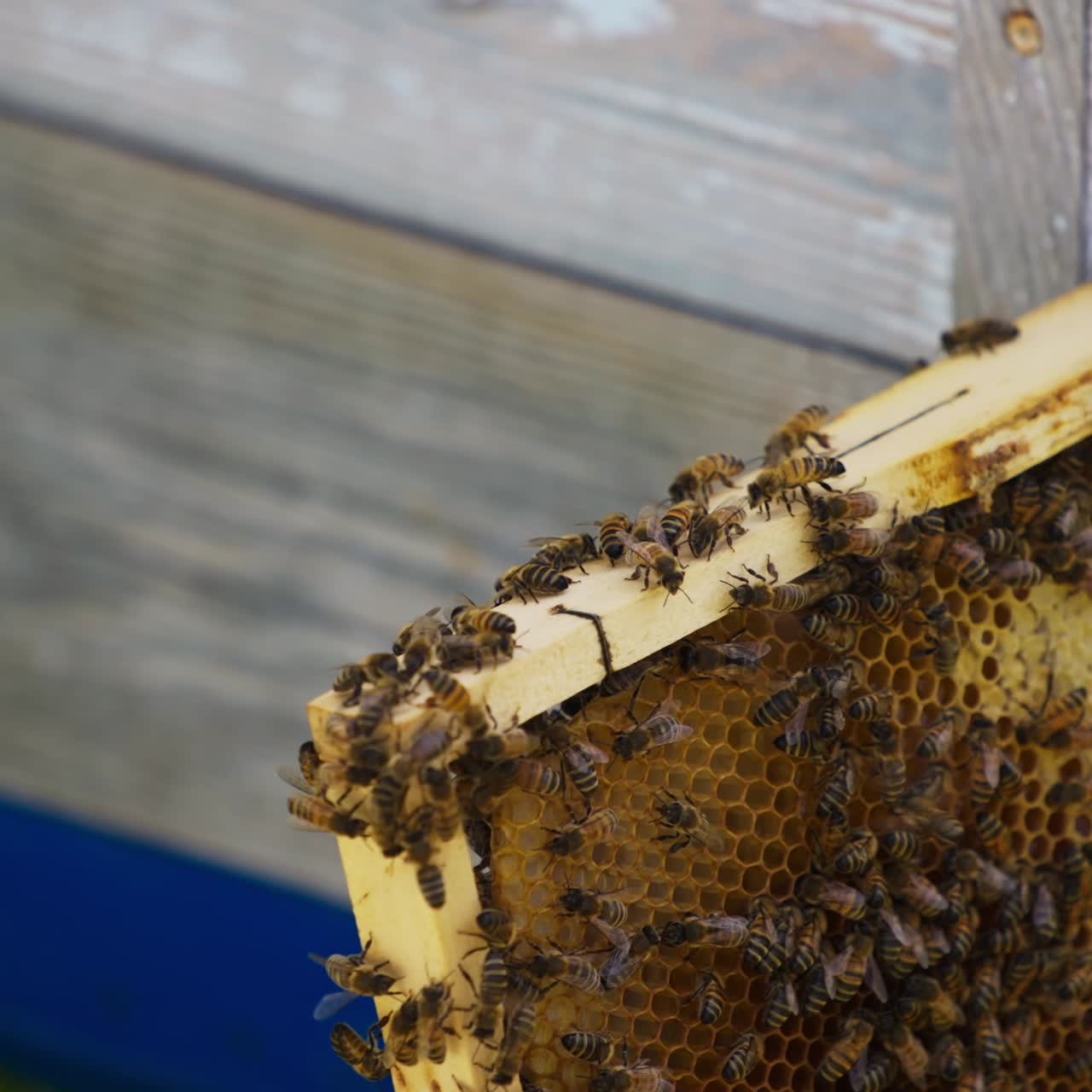 Bee brood crawling over the frame with honeycomb. Frame full of honey and bees put against the bee hive. Close up