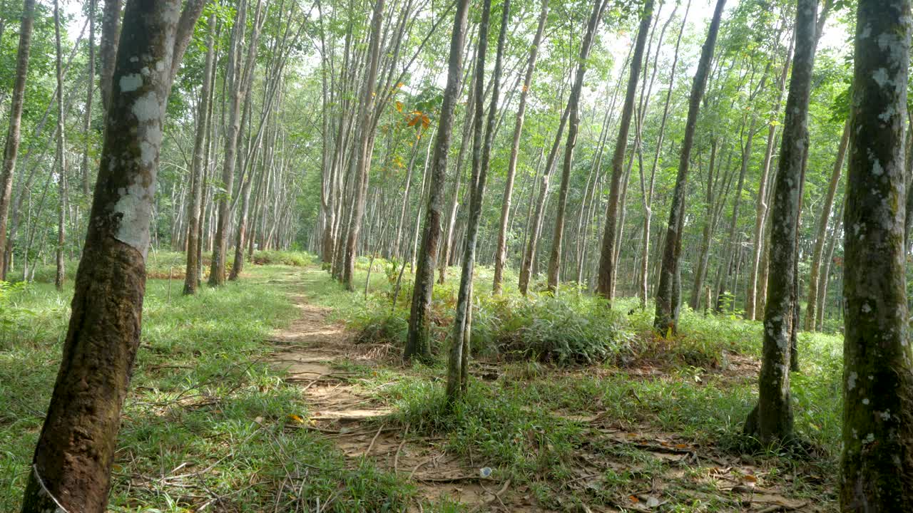 plantación de árboles de hevea brasiliensis, industria de cultivo de plantas de caucho
