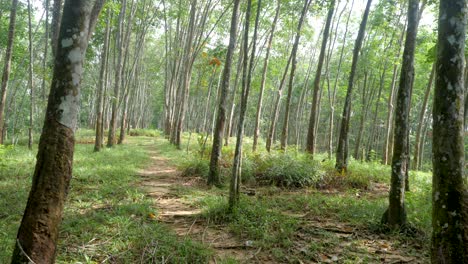 plantation of hevea brasiliensis trees, rubber plant farming industry