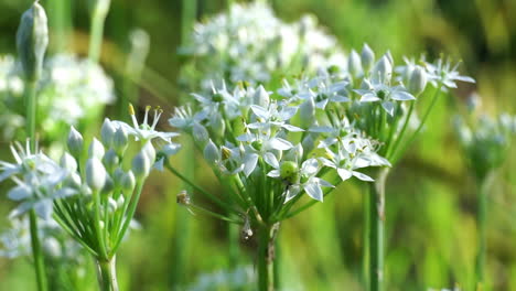 Makroaufnahme-Von-Weißen-Schnittlauchblüten