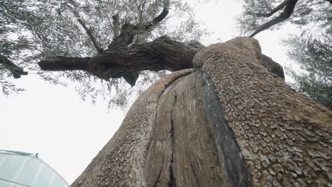 unique perspective of coming down a large tree while looking up at the sky