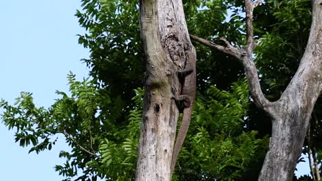 The-Clouded-Monitor-Lizard-is-found-in-Thailand-and-other-countries-in-Asia