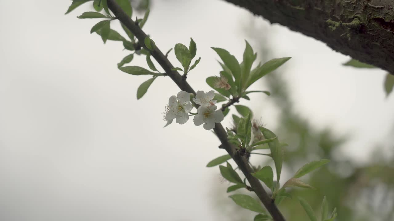 Small white flower in a branch