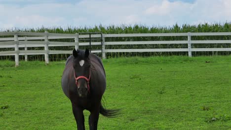 close up shot of horse walking on grass field towards camera