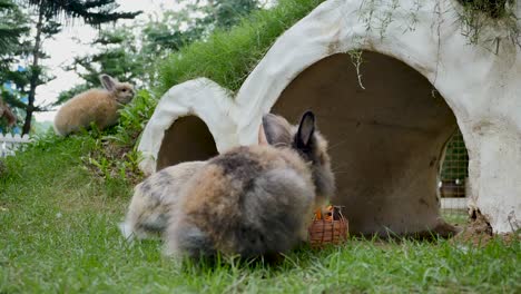 shot of a rabbit in farm