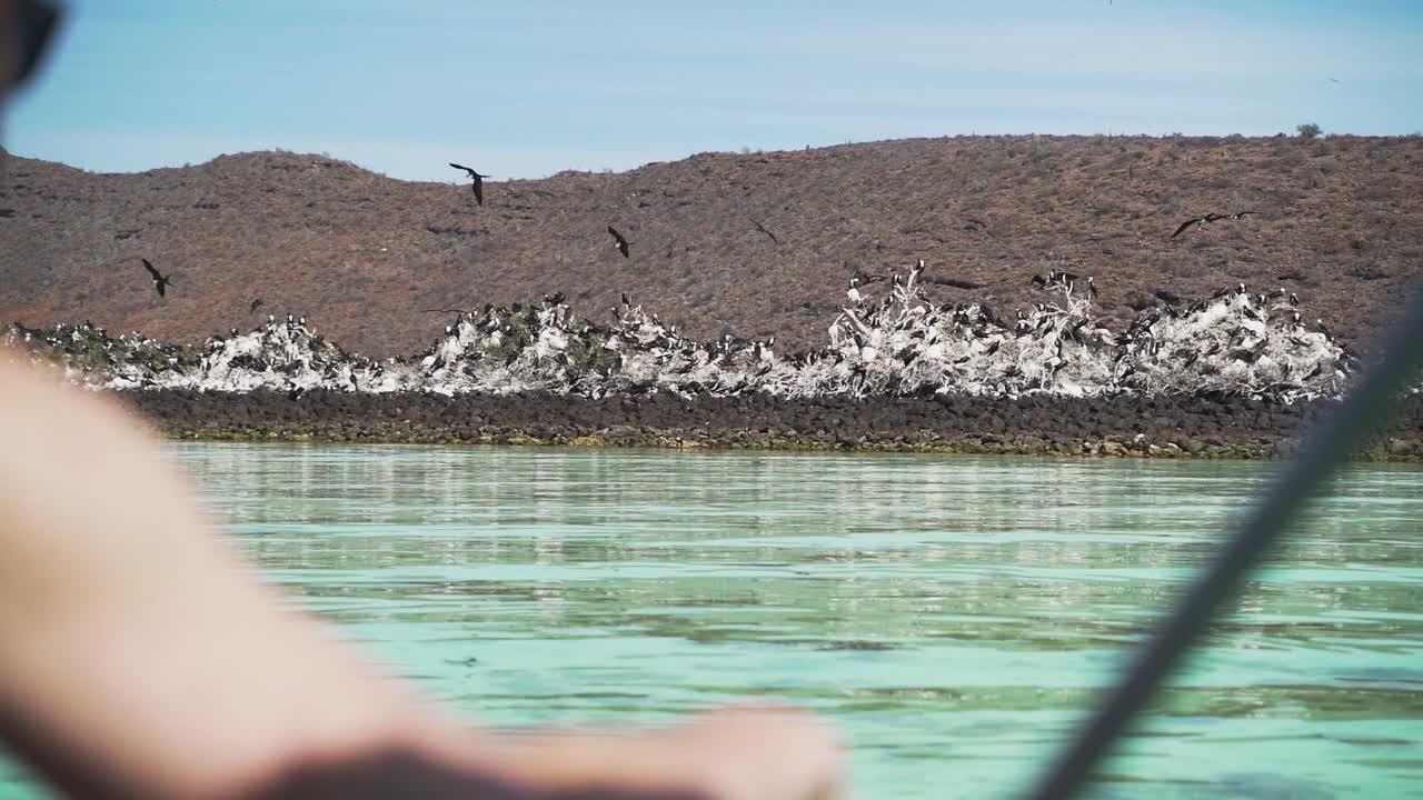 A flock of Frigatebird nest along a rock sea wall near a mangrove on Isla Espiritu Santo in Mexico
