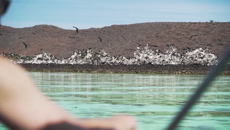 a flock of frigatebird nest along a rock sea wall near a mangrove on isla espiritu santo in mexico