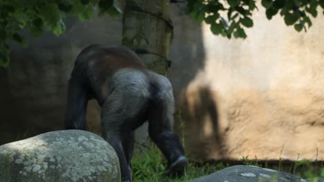 gorila orinando mientras camina en el zoológico