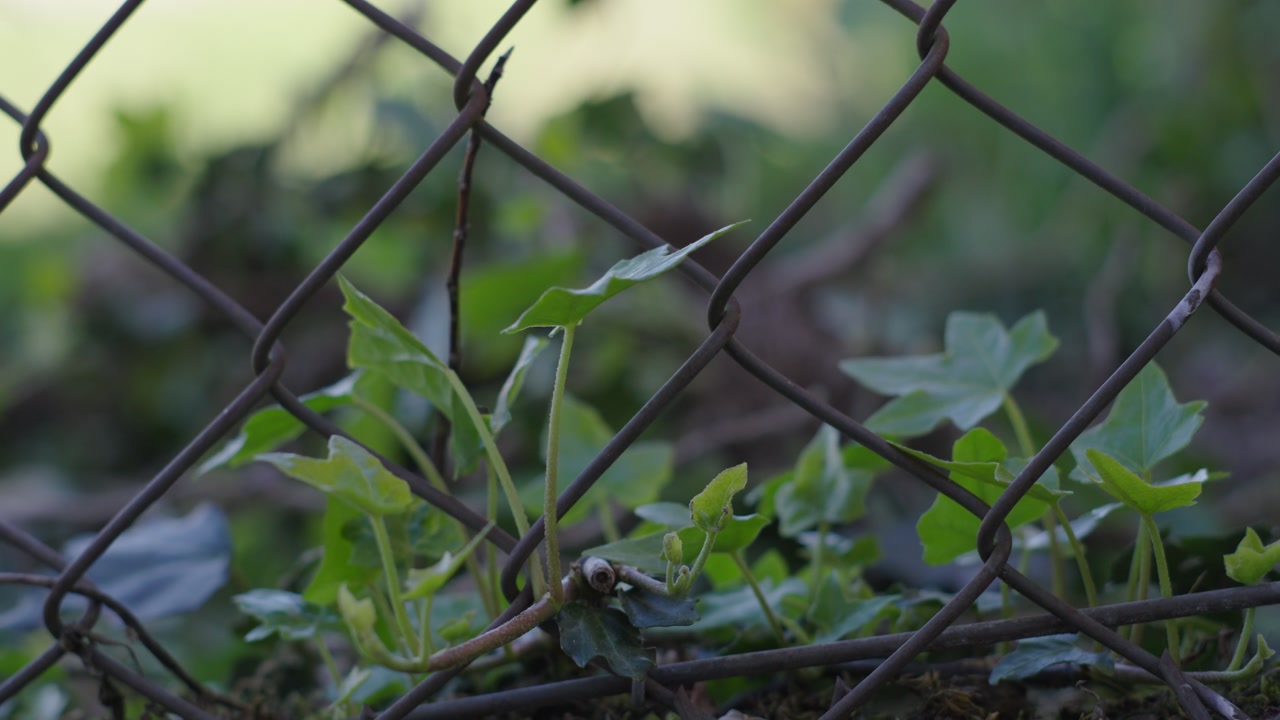 Small Wild Plant Growing Between Wires Of A Metallic Fence Close Up